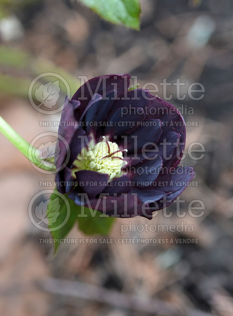 Helleborus Winter Jewels Onyx Odyssey (Lenten Rose) 3