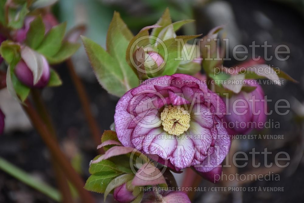 Helleborus Winter Jewel Peppermint Ice (Lenten Rose) 3