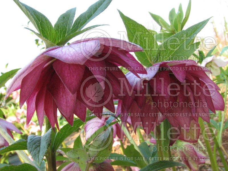 Helleborus Winter Jewels Red Sapphire (Lenten Rose) 1