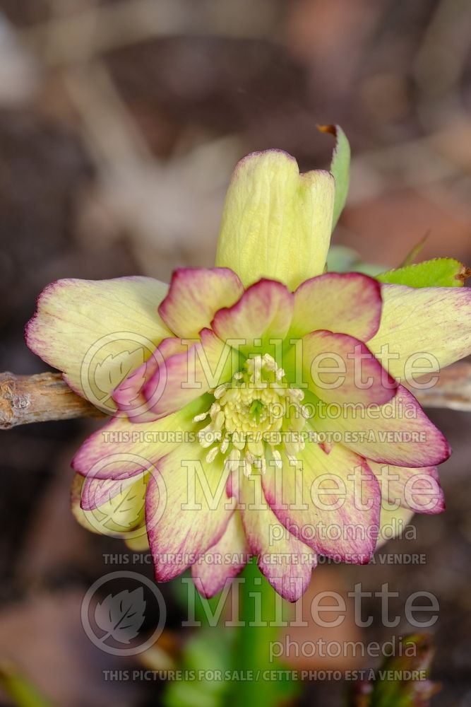 Helleborus Winter Jewels Sun Flare (Lenten Rose) 1