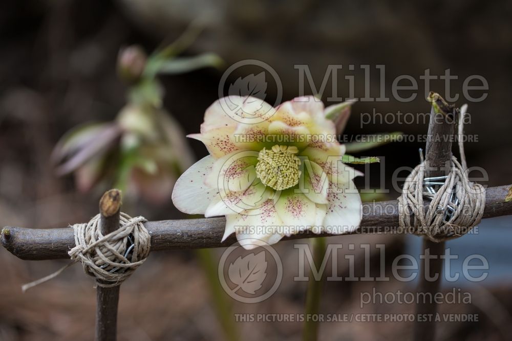 Helleborus Winter Thrillers Peppermint Ruffles (Lenten Rose) 1