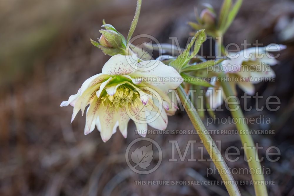 Helleborus Winter Thrillers Peppermint Ruffles (Lenten Rose) 2