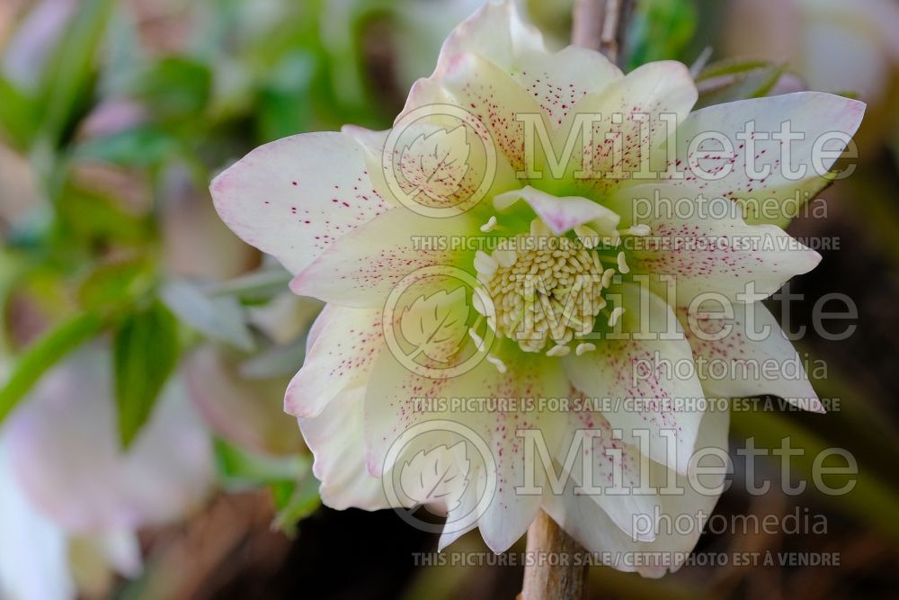 Helleborus Winter Thrillers Peppermint Ruffles (Lenten Rose) 4