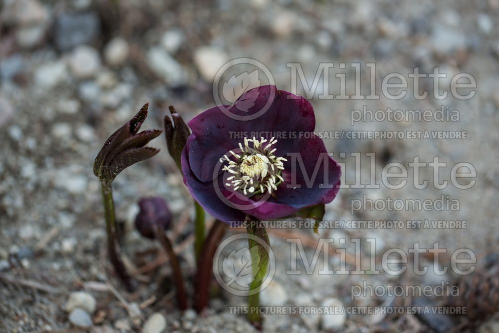 Helleborus Winter Thrillers Red Racer (Lenten Rose) 1