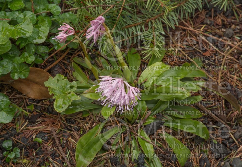 Heloniopsis orientalis (Oriental Swamp Pink) 3