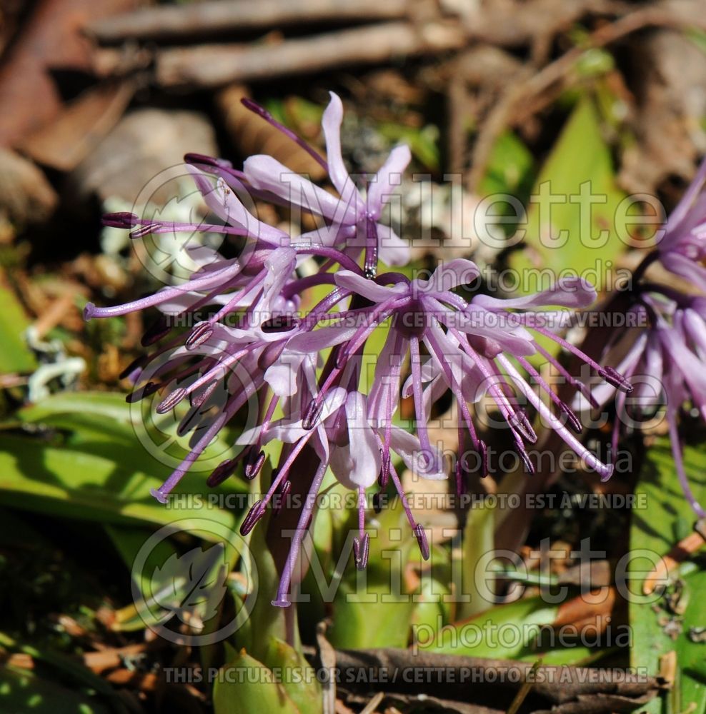 Heloniopsis orientalis (Oriental Swamp Pink) 1