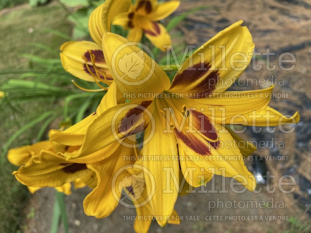 Hemerocallis Buckeye (Daylily) 2
