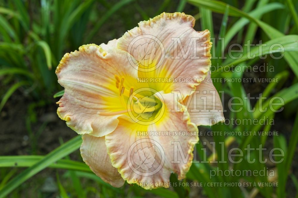 Hemerocallis Belle Cook (Daylily) 1 