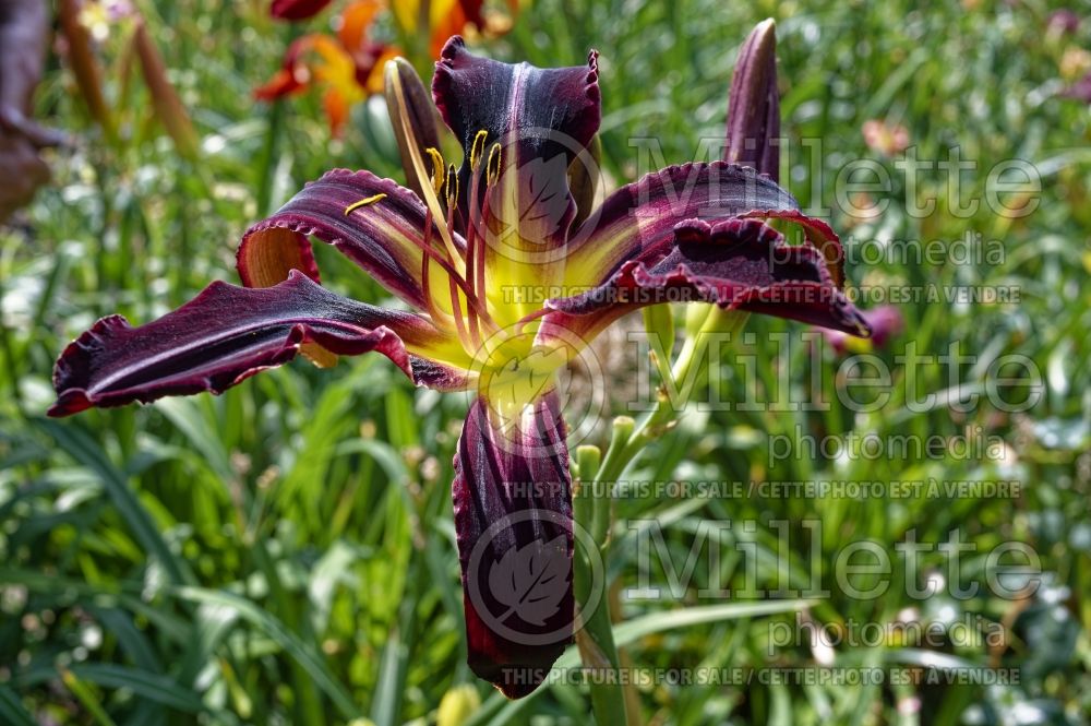 Hemerocallis Black Panther (Daylily) 2  