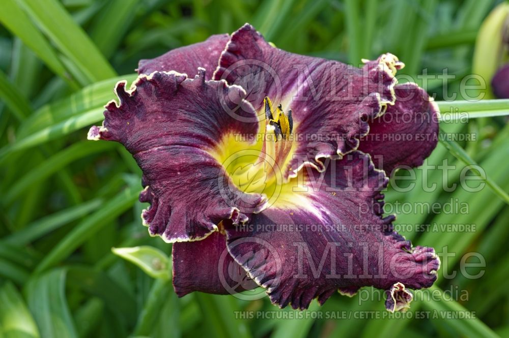 Hemerocallis Blazing Cannons (Daylily) 1  