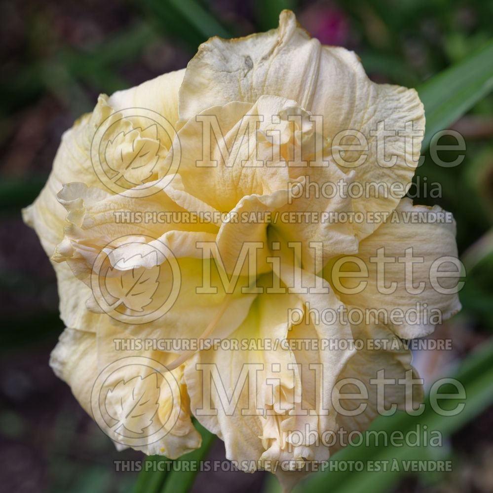 Hemerocallis Bowl of Cream (Daylily) 1 