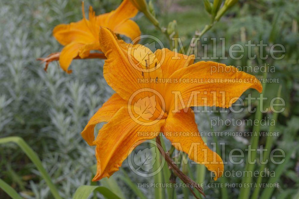 Hemerocallis Burning Daylight (Daylily) 2