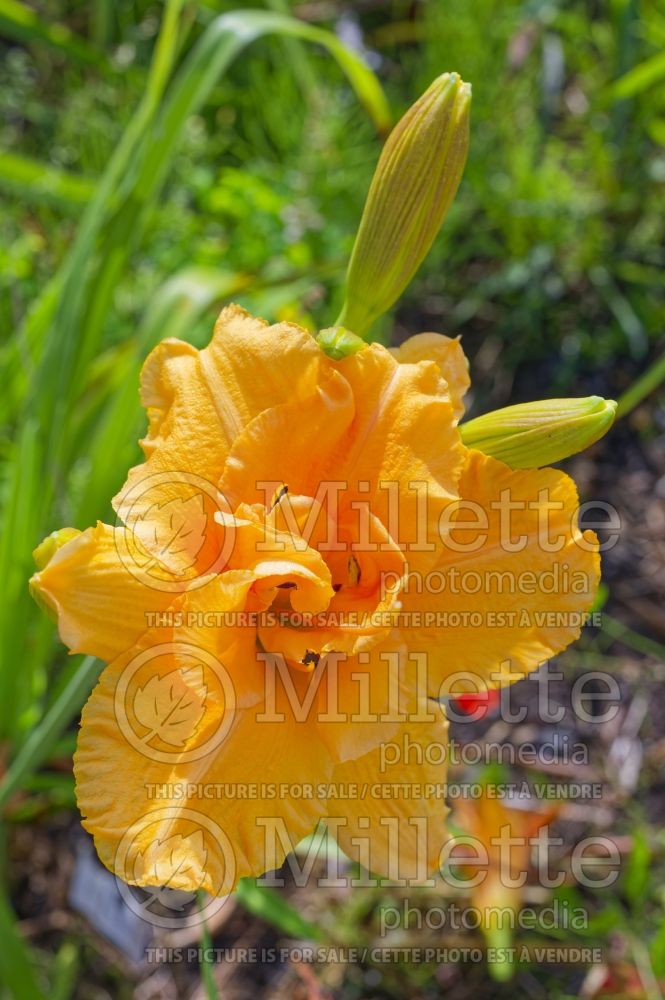 Hemerocallis Country Pride (Daylily) 1