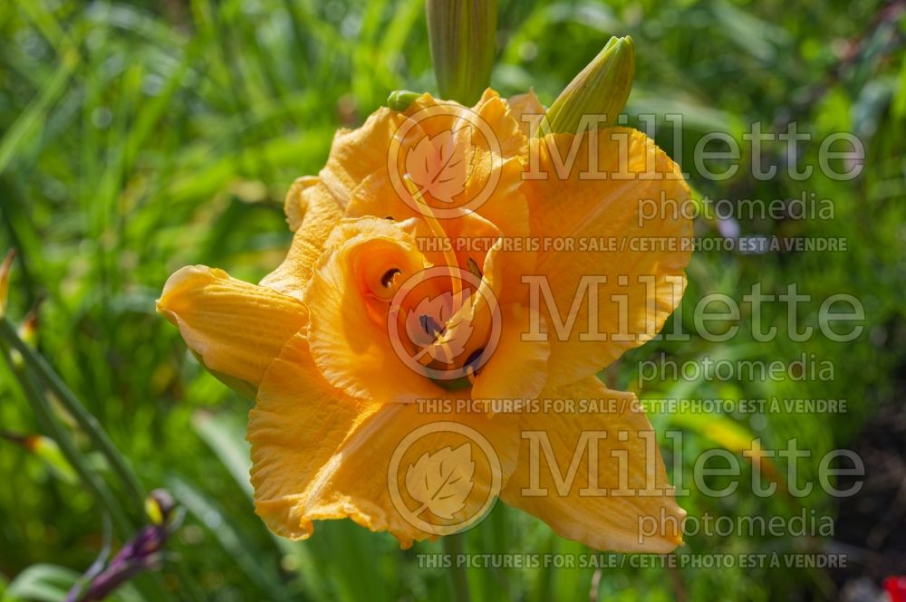 Hemerocallis Country Pride (Daylily) 2