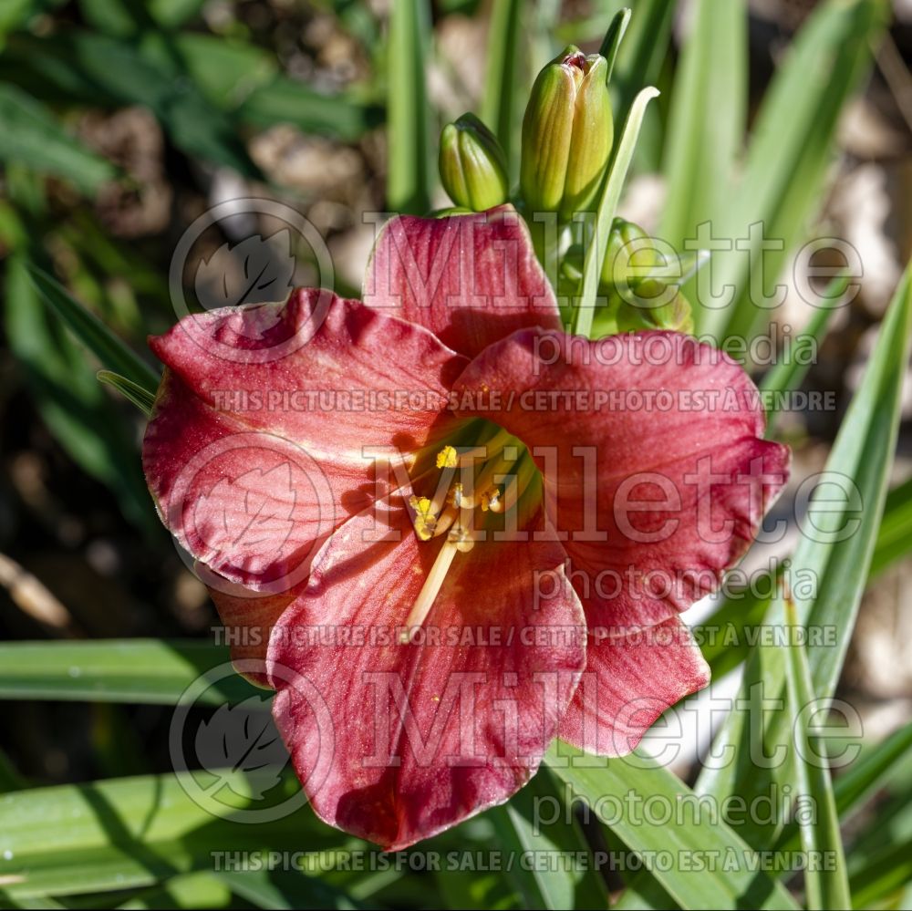 Hemerocallis Cute as can be (Daylily) 4 