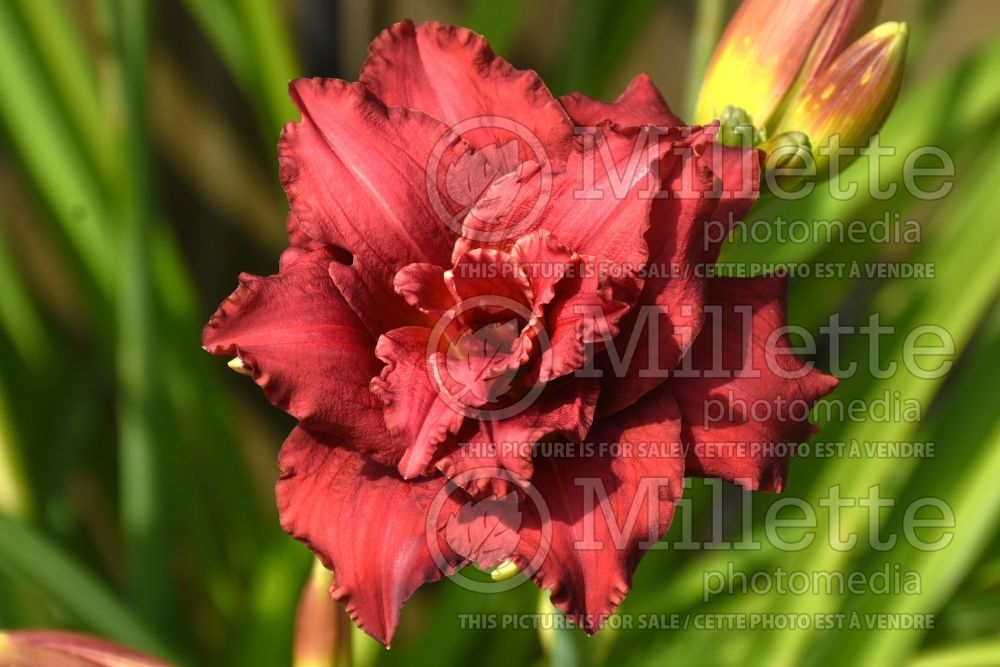 Hemerocallis Double Pardon Me (Daylily) 2