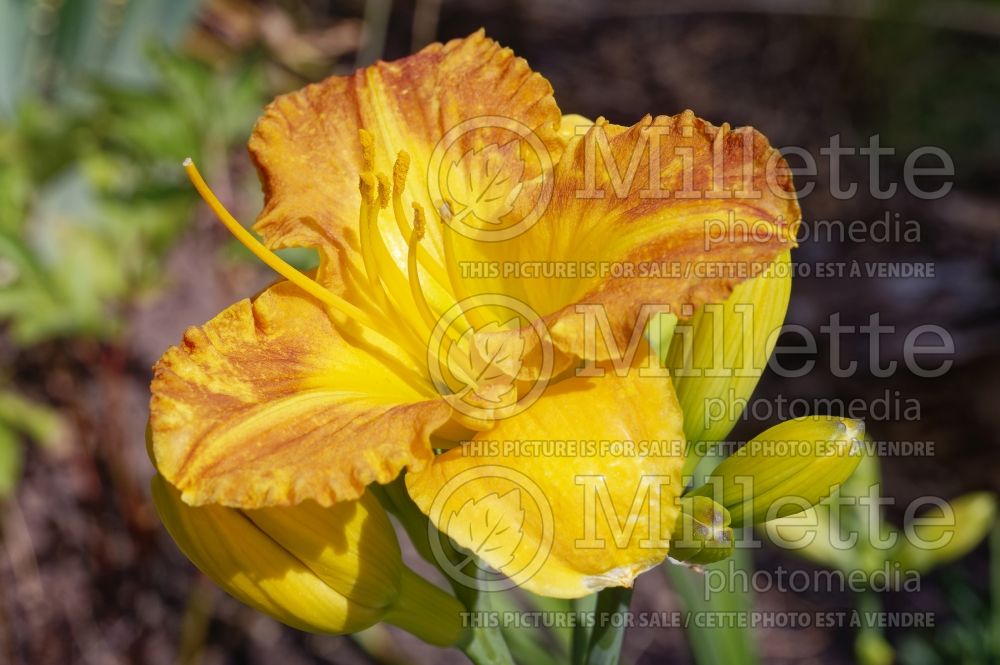 Hemerocallis Margaret Seawright (Daylily) 1 