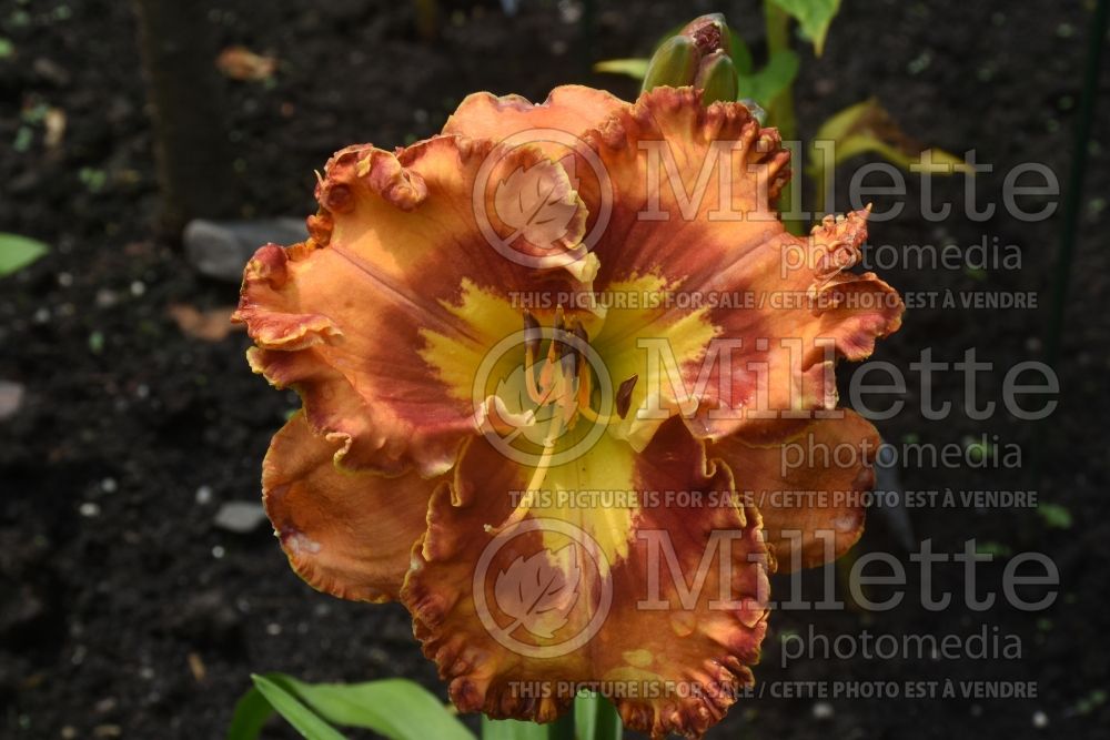 Hemerocallis Mexican Fiesta (Daylily) 1 