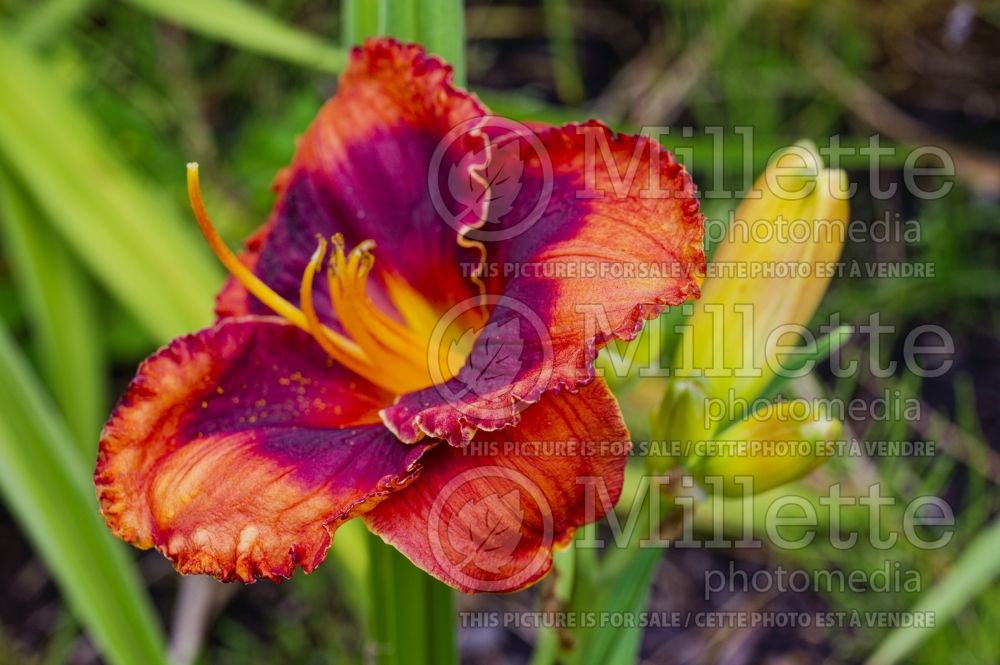 Hemerocallis Orange City (Daylily) 1  