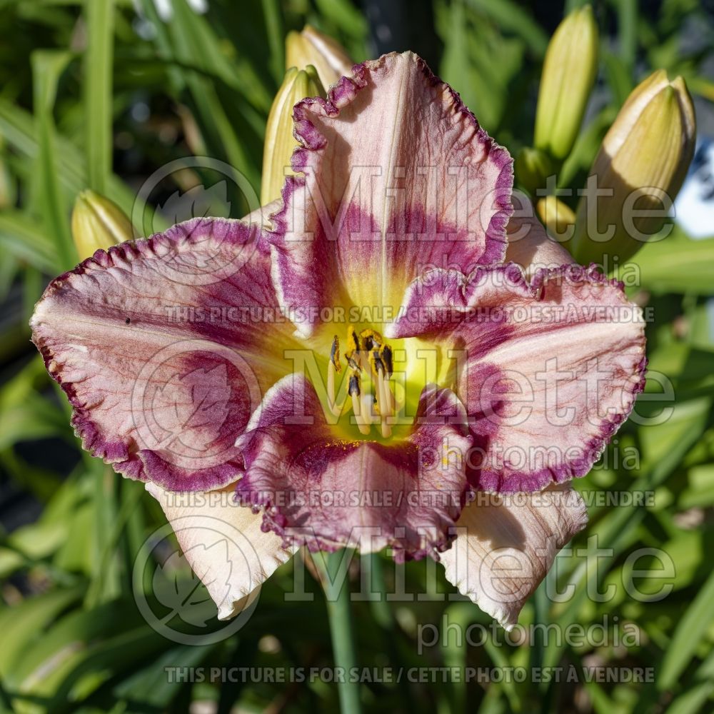 Hemerocallis Paradise City (Daylily) 1 