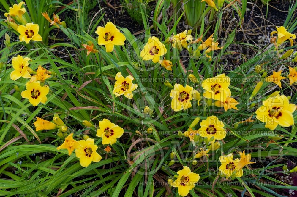 Hemerocallis Siloam June Bug (Daylily) 2 