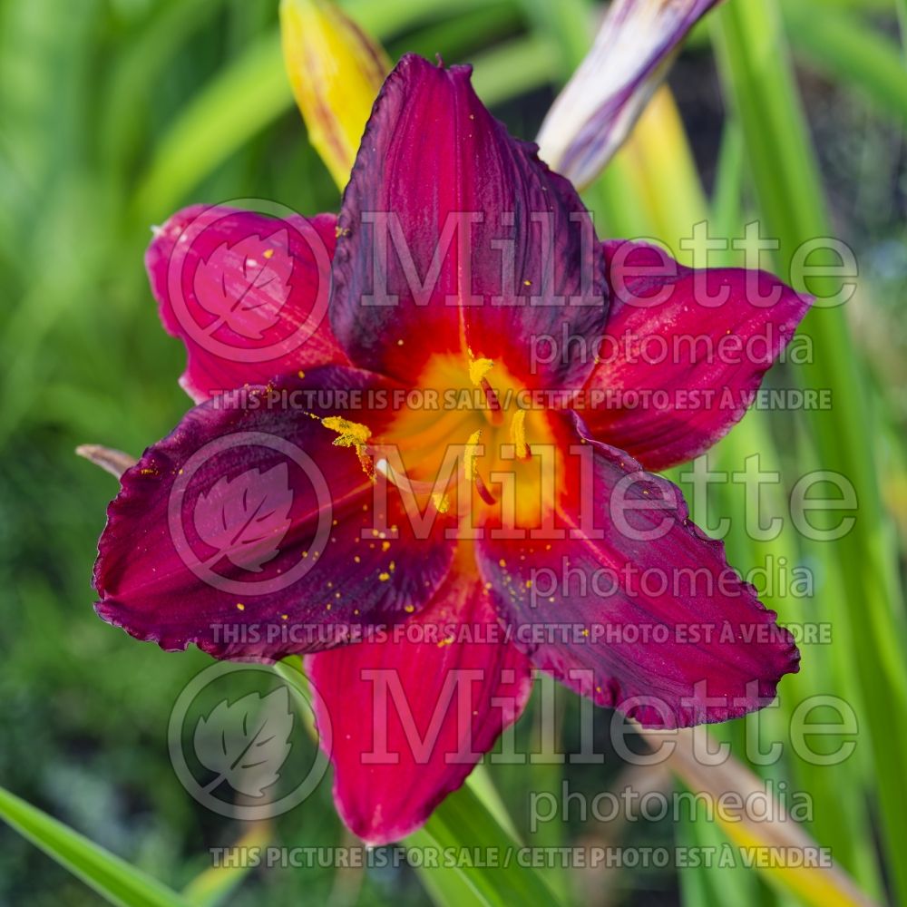 Hemerocallis Siloam Show Girl (Daylily) 1