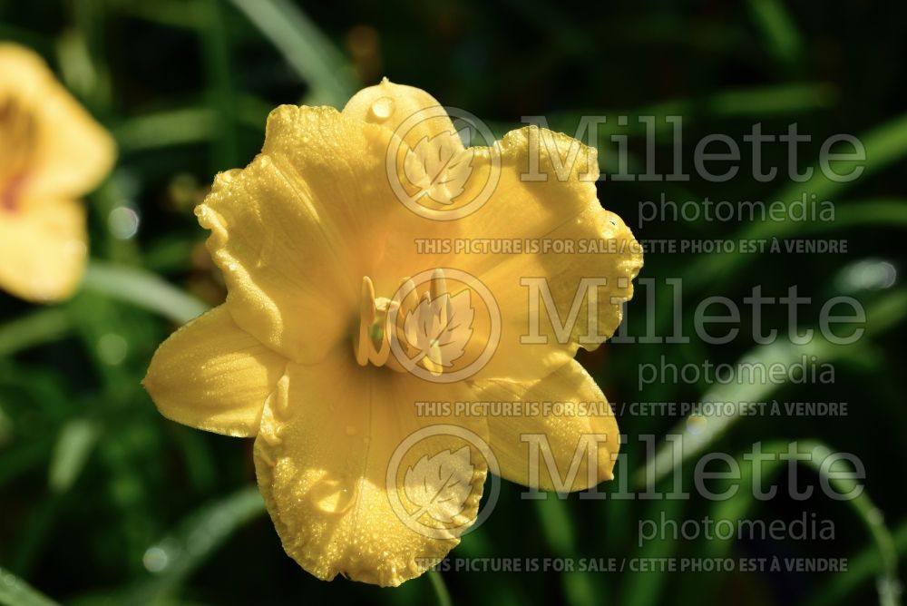 Hemerocallis Stella de Oro (Daylily) 5 