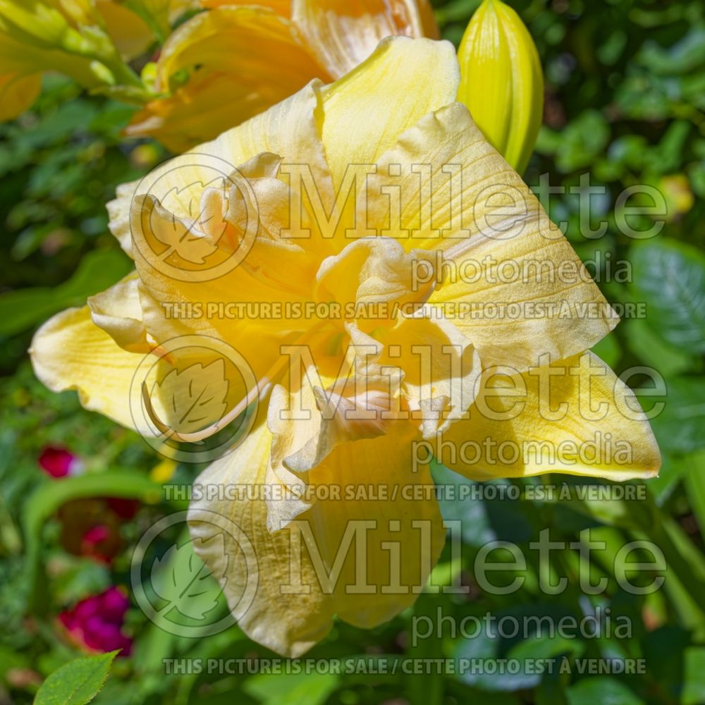 Hemerocallis Vanilla Fluff (Daylily) 1