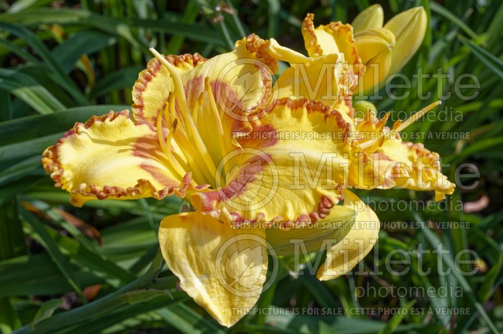 Hemerocallis Wizard at Large (Daylily) 1  