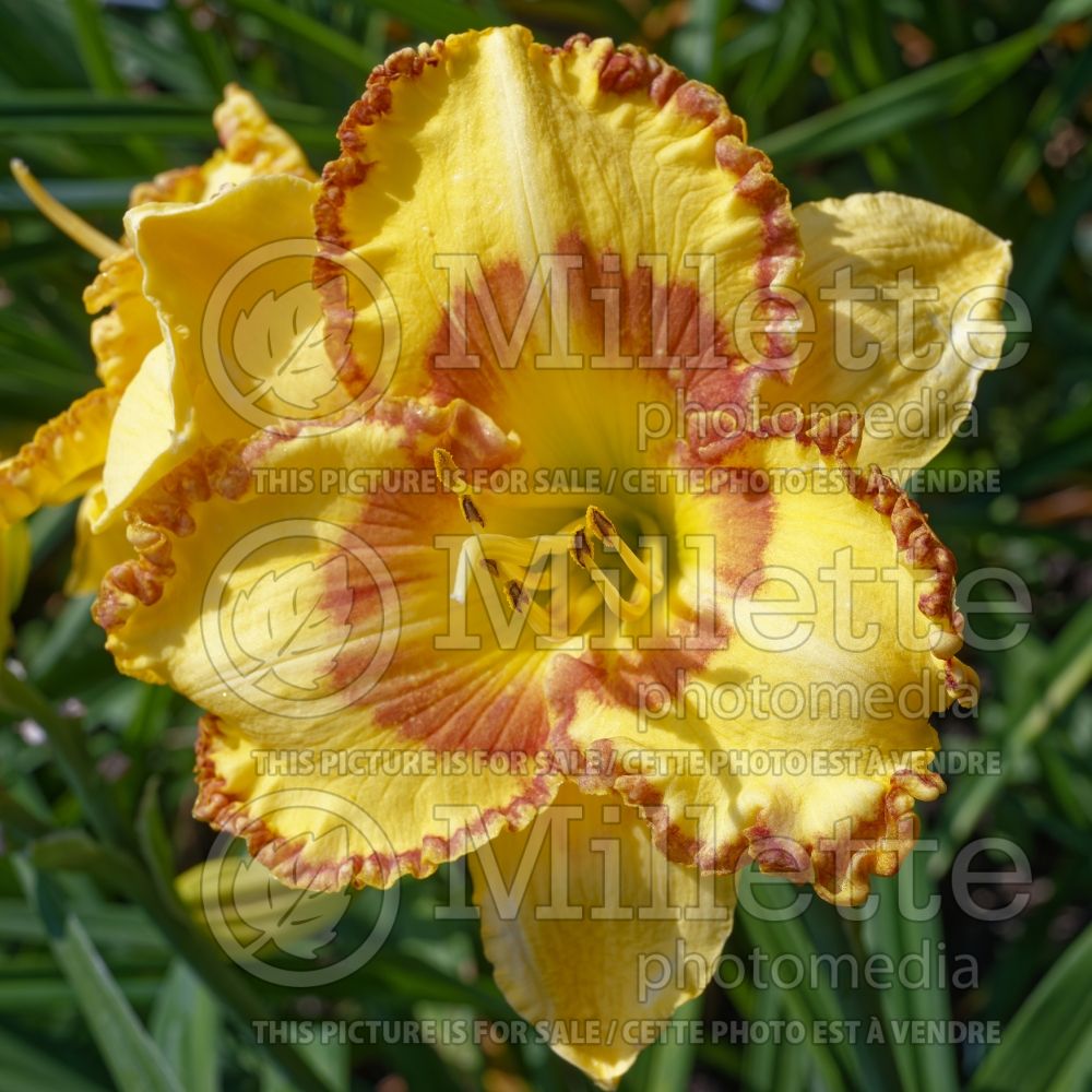 Hemerocallis Wizard at Large (Daylily) 2  