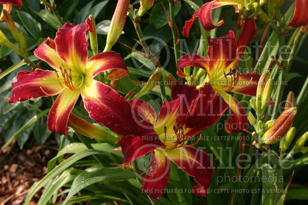 Hemerocallis Aabaa (Daylily) 1