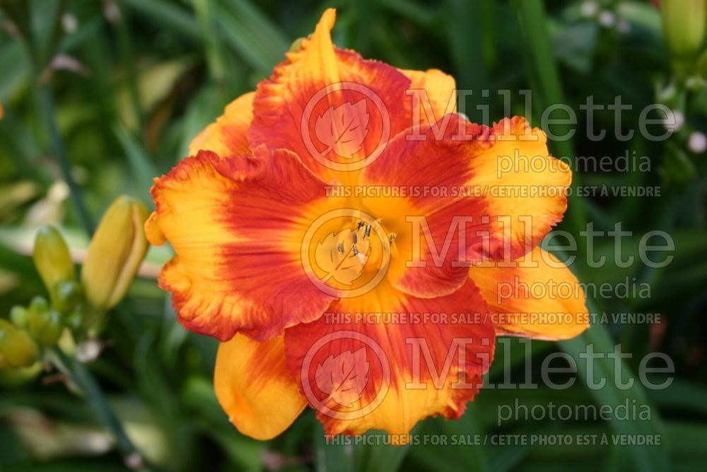 Hemerocallis Adorable Tiger (Daylily) 1