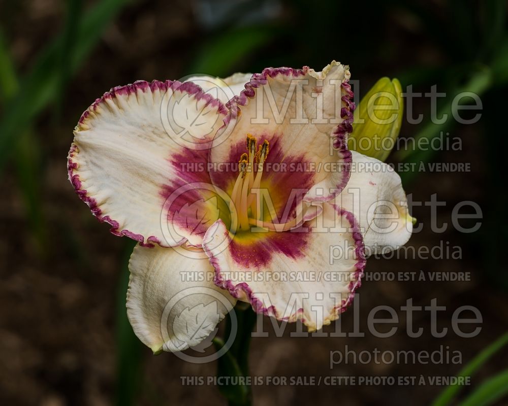 Hemerocallis Ageless Beauty (Daylily) 1 