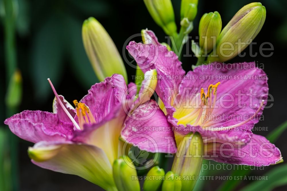 Hemerocallis Age of Aquarius (Daylily) 1 