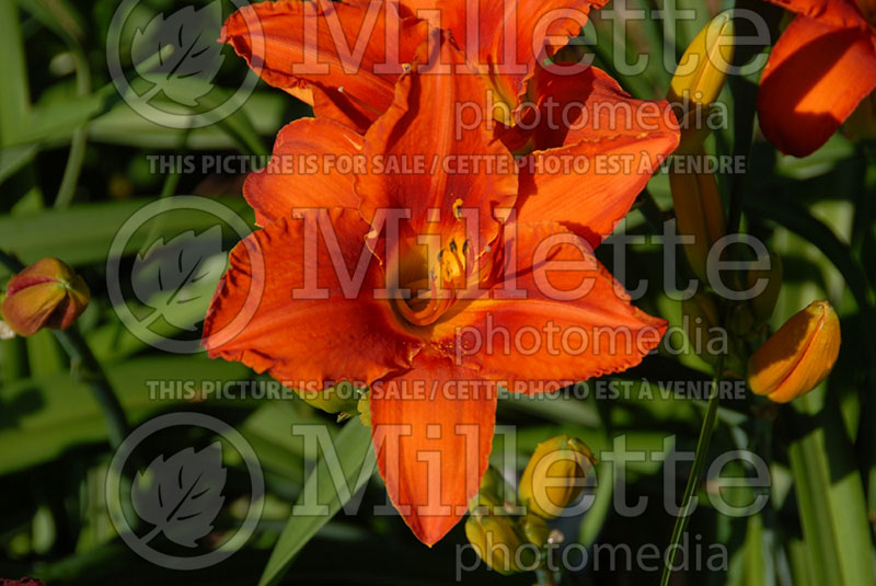 Hemerocallis Alabama Jubilee (Daylily) 2 