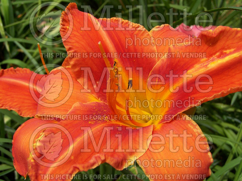 Hemerocallis Alabama Jubilee (Daylily) 6