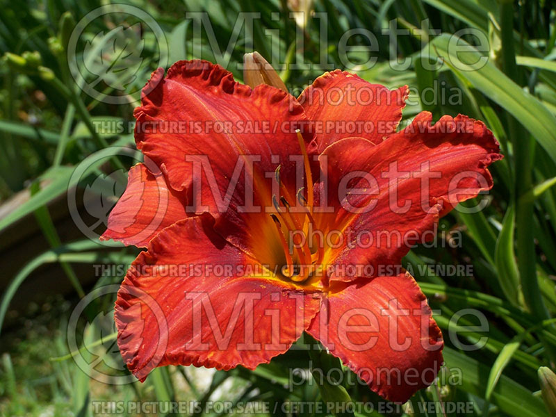 Hemerocallis Alabama Jubilee (Daylily) 3