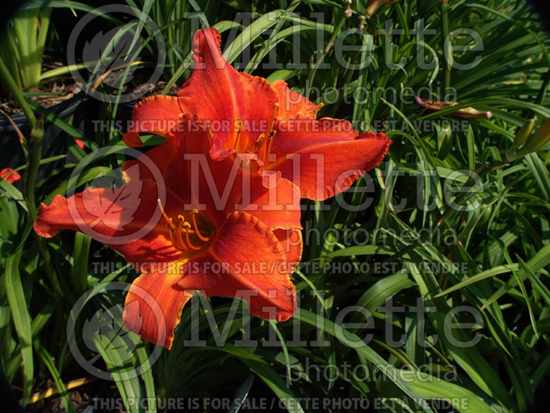 Hemerocallis Alabama Jubilee (Daylily) 4