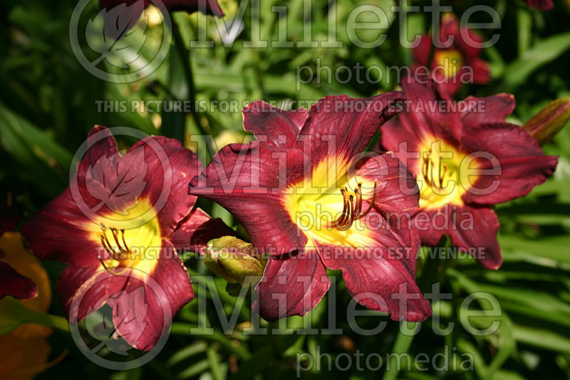 Hemerocallis Alaskan Midnight (Daylily) 1 