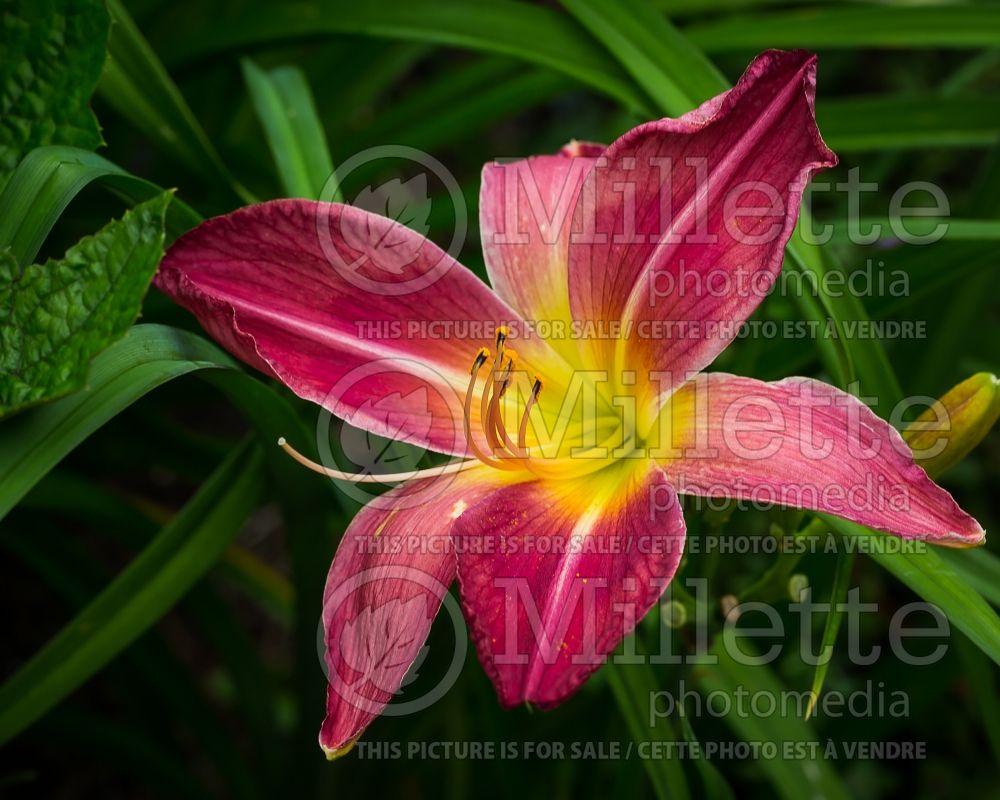 Hemerocallis Alias Peter Parker (Daylily) 1 