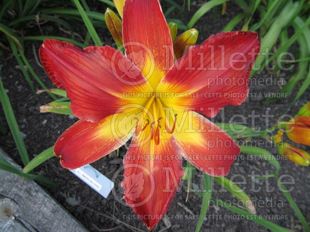 Hemerocallis All American Chief (Daylily)  2