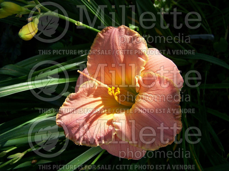 Hemerocallis Allegheny Sunset (Daylily) 1 