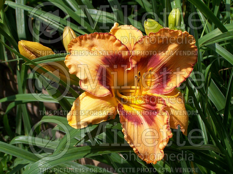 Hemerocallis All Fired Up (Daylily) 1 