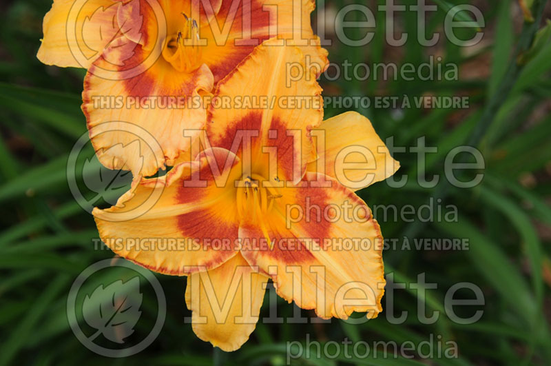 Hemerocallis All Fired Up (Daylily) 2 