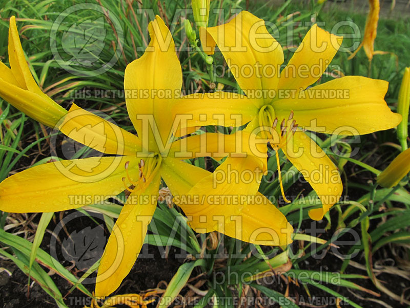 Hemerocallis Almost Paradise (Daylily) 1  