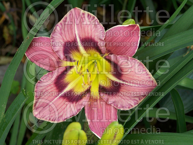 Hemerocallis Always Afternoon (Daylily) 2  