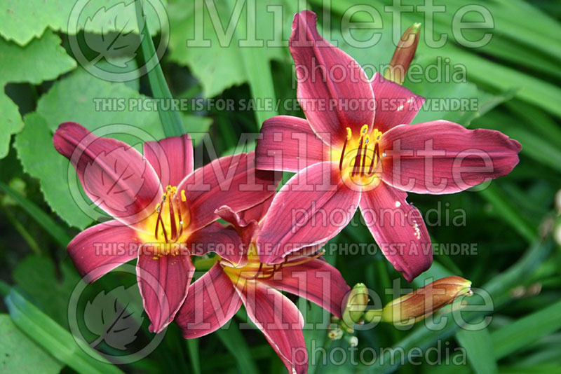 Hemerocallis American Revolution (Daylily) 1  