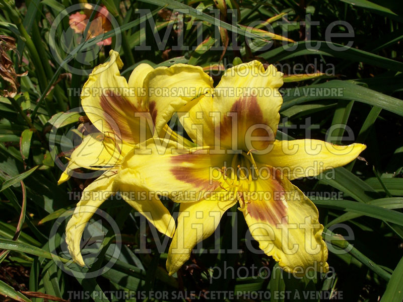 Hemerocallis Anel Unger (Daylily) 1 