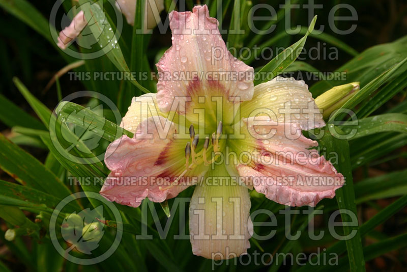 Hemerocallis Angel of Dreams (Daylily) 1 