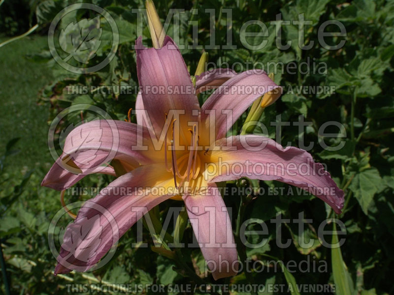 Hemerocallis Annabelle's Ghost (Daylily) 2 